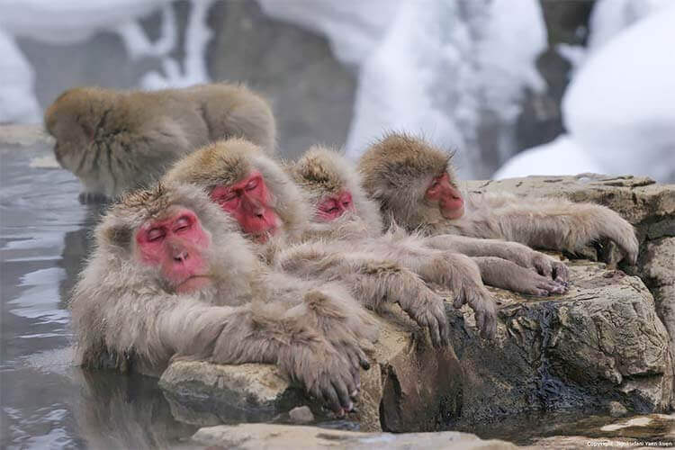 Snow Monkey Day Trip vanuit Tokyo