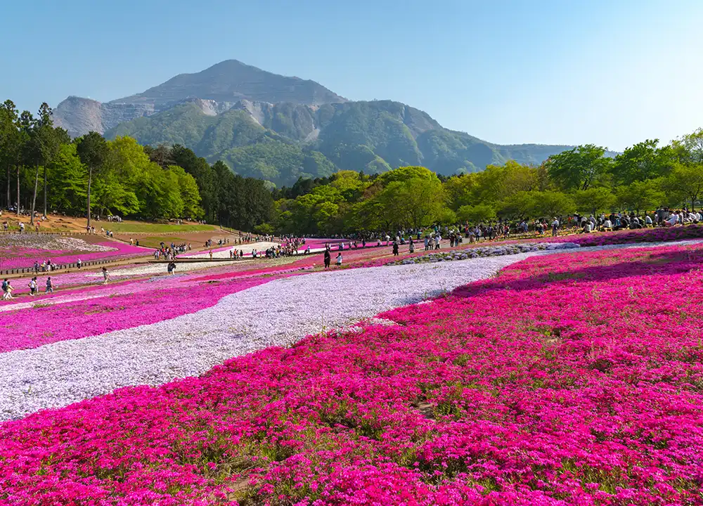 Hitsujiyama Park met bloeiende shibazakura in Chichibu