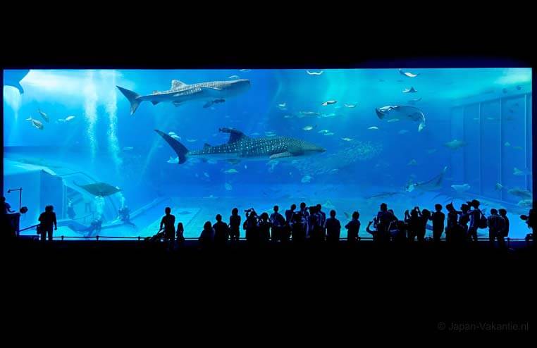 Aquarium Japan