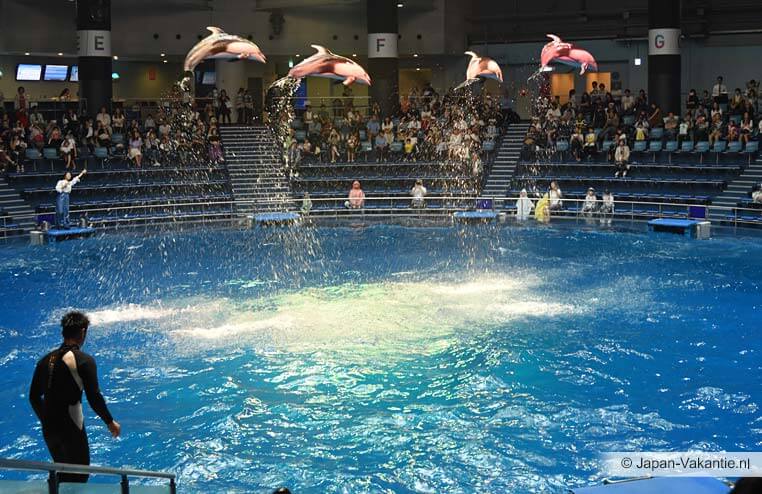Dolfijnen bij Aqua Park Shinagawa