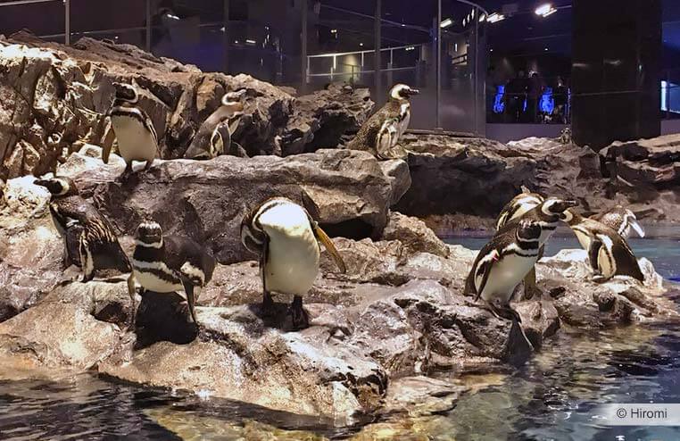 Pinguins bij Sumida Aquarium