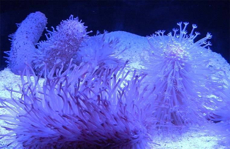 Zeeanemoon Sumida Aquarium